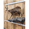 Image 7 : Alpine Chamois Full Body Taxidermy Mount