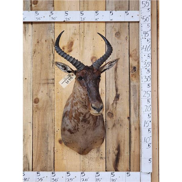 African Tsessebe Shoulder Mount Taxidermy