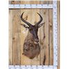 Image 1 : African Tsessebe Shoulder Mount Taxidermy