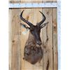 Image 2 : African Tsessebe Shoulder Mount Taxidermy