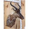 Image 3 : African Tsessebe Shoulder Mount Taxidermy