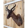 Image 4 : African Tsessebe Shoulder Mount Taxidermy