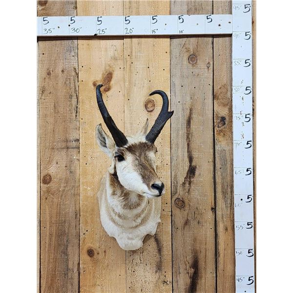 Pronghorn Antelope Shoulder Mount Taxidermy