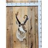 Image 1 : Pronghorn Antelope Shoulder Mount Taxidermy