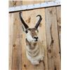 Image 2 : Pronghorn Antelope Shoulder Mount Taxidermy