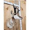 Image 3 : Pronghorn Antelope Shoulder Mount Taxidermy