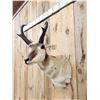Image 4 : Pronghorn Antelope Shoulder Mount Taxidermy