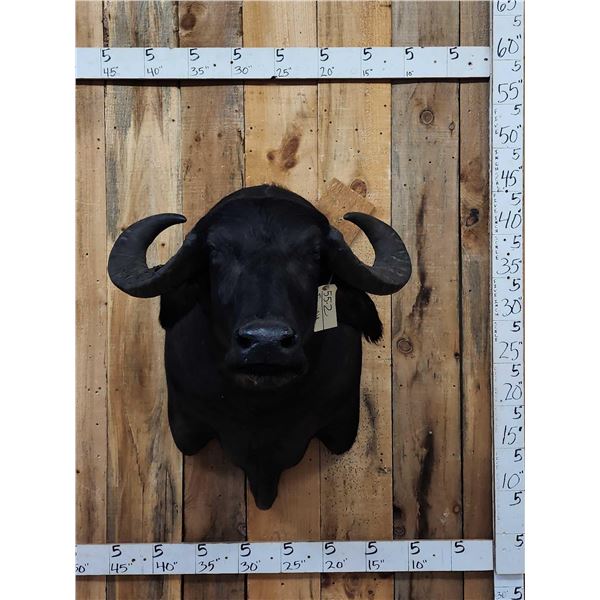 Asian Water Buffalo Shoulder Mount Taxidermy