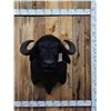 Image 1 : Asian Water Buffalo Shoulder Mount Taxidermy