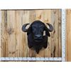 Image 2 : Asian Water Buffalo Shoulder Mount Taxidermy