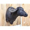 Image 3 : Asian Water Buffalo Shoulder Mount Taxidermy
