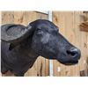 Image 4 : Asian Water Buffalo Shoulder Mount Taxidermy