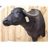 Image 5 : Asian Water Buffalo Shoulder Mount Taxidermy