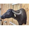 Image 6 : Asian Water Buffalo Shoulder Mount Taxidermy