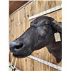 Image 7 : Asian Water Buffalo Shoulder Mount Taxidermy
