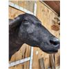 Image 8 : Asian Water Buffalo Shoulder Mount Taxidermy
