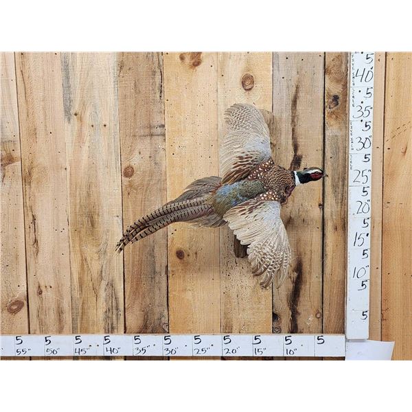 Ringneck Pheasant In Flight Bird Taxidermy