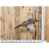 Image 1 : Ringneck Pheasant In Flight Bird Taxidermy