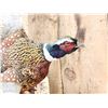 Image 3 : Ringneck Pheasant In Flight Bird Taxidermy
