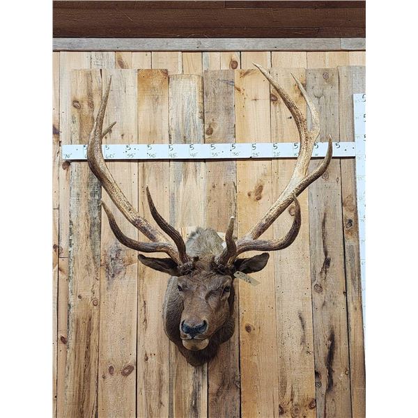 Big 5x5 Elk Shoulder Mount Taxidermy