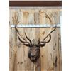 Image 1 : Big 5x5 Elk Shoulder Mount Taxidermy