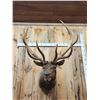 Image 2 : Big 5x5 Elk Shoulder Mount Taxidermy