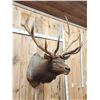 Image 3 : Big 5x5 Elk Shoulder Mount Taxidermy