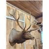 Image 4 : Big 5x5 Elk Shoulder Mount Taxidermy