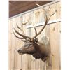 Image 5 : Big 5x5 Elk Shoulder Mount Taxidermy