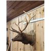 Image 6 : Big 5x5 Elk Shoulder Mount Taxidermy