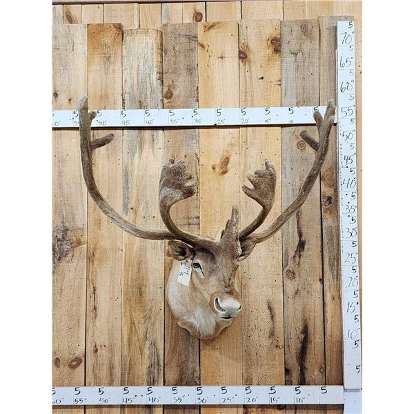 Caribou In Velvet Shoulder Mount Taxidermy