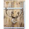 Image 1 : Caribou In Velvet Shoulder Mount Taxidermy