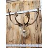 Image 2 : Caribou In Velvet Shoulder Mount Taxidermy