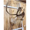 Image 3 : Caribou In Velvet Shoulder Mount Taxidermy