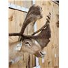 Image 4 : Caribou In Velvet Shoulder Mount Taxidermy