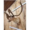 Image 5 : Caribou In Velvet Shoulder Mount Taxidermy