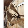 Image 6 : Caribou In Velvet Shoulder Mount Taxidermy