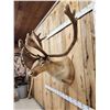 Image 7 : Caribou In Velvet Shoulder Mount Taxidermy