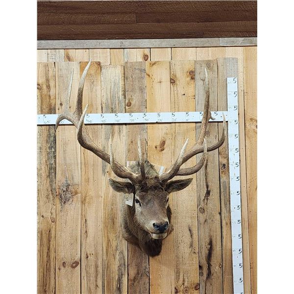 Big 6x6 Elk Shoulder Mount Taxidermy