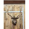 Image 1 : Big 6x6 Elk Shoulder Mount Taxidermy