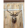 Image 2 : Big 6x6 Elk Shoulder Mount Taxidermy