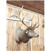 Image 3 : Big 6x6 Elk Shoulder Mount Taxidermy