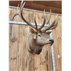 Image 4 : Big 6x6 Elk Shoulder Mount Taxidermy