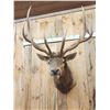 Image 5 : Big 6x6 Elk Shoulder Mount Taxidermy