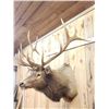 Image 6 : Big 6x6 Elk Shoulder Mount Taxidermy
