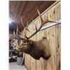 Image 7 : Big 6x6 Elk Shoulder Mount Taxidermy