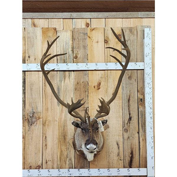 Caribou In Faux Velvet Shoulder Mount Taxidermy