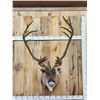 Image 1 : Caribou In Faux Velvet Shoulder Mount Taxidermy
