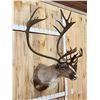 Image 2 : Caribou In Faux Velvet Shoulder Mount Taxidermy