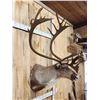 Image 3 : Caribou In Faux Velvet Shoulder Mount Taxidermy